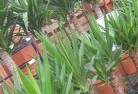 Bundaberg Centralplant-nursery-10.jpg; ?>