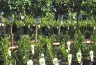 Bundaberg Centralplant-nursery-14.jpg; ?>