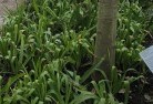 Bundaberg Centralplant-nursery-23.jpg; ?>