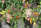 Bundaberg Centralplant-nursery-27.jpg; ?>